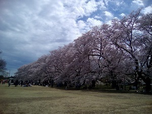 2017sakurapt3.jpg